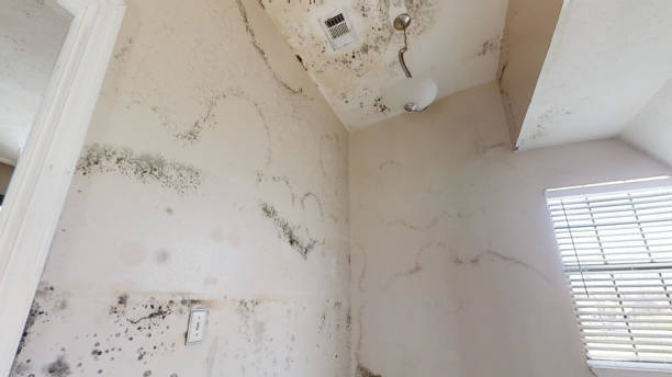 Reliable Arcadia, IN Mold Removal Solutions