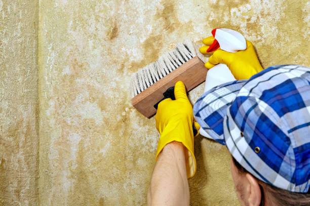 Best Black Mold Removal  in Arcadia, IN