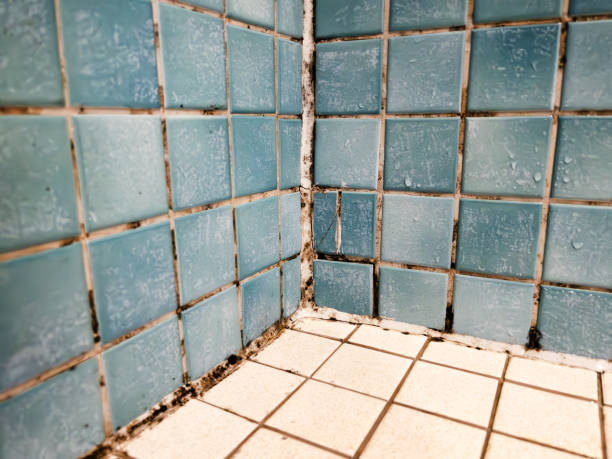Best Basement Mold Removal  in Arcadia, IN